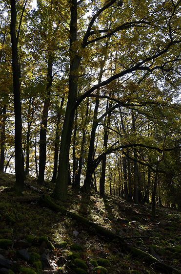 Autumn in wood - smaller format