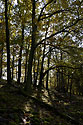 Autumn in wood - main link