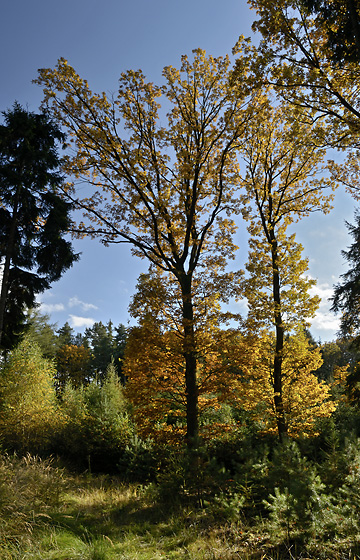 Autumn in wood - smaller format