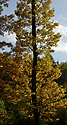 Autumn in wood - main link