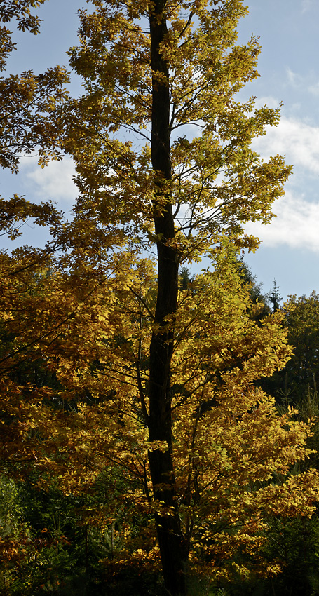 Autumn in wood - larger format