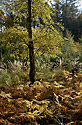 Autumn in wood - main link