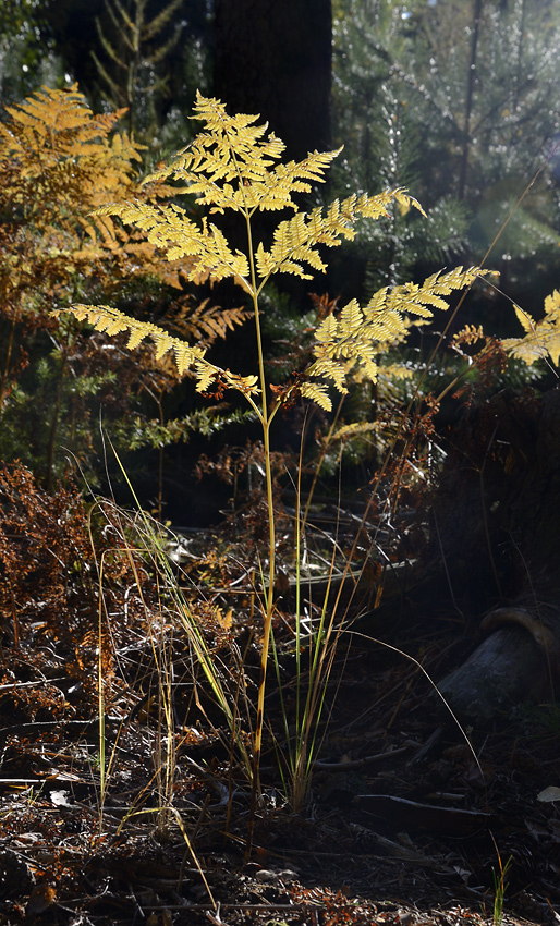 Autumn in wood - larger format