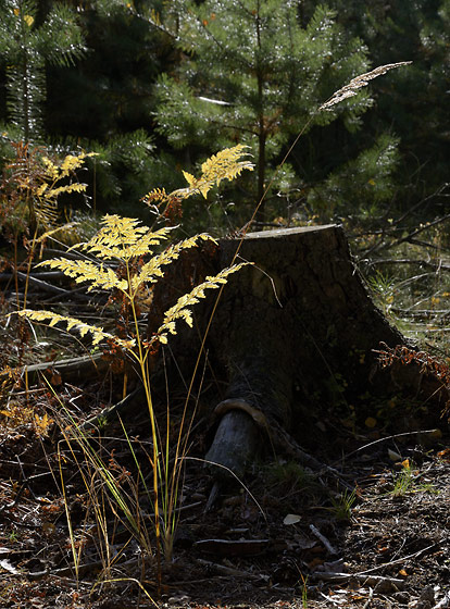 Autumn in wood - smaller format