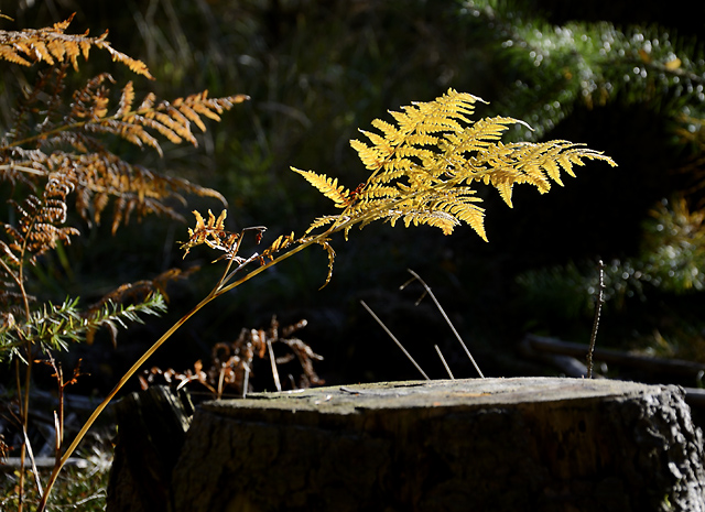 Autumn in wood - smaller format