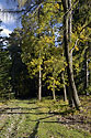 V podzimnm lese - hlavn odkaz