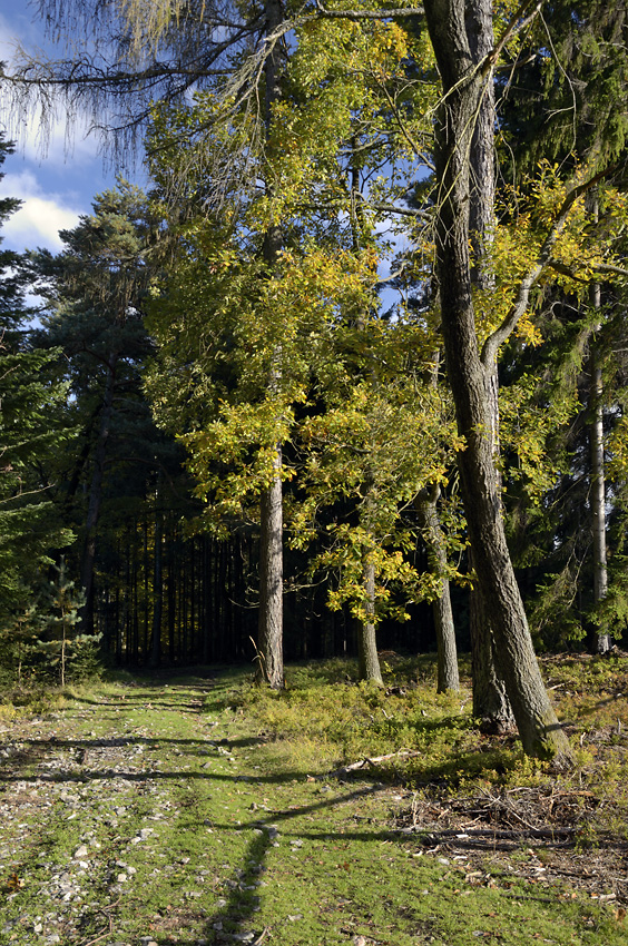 Autumn in wood - larger format