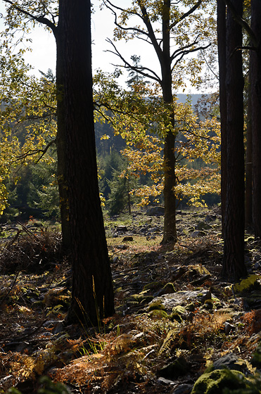 Autumn in wood - smaller format