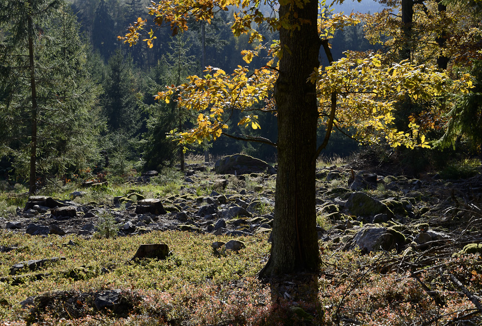 Autumn in wood - larger format