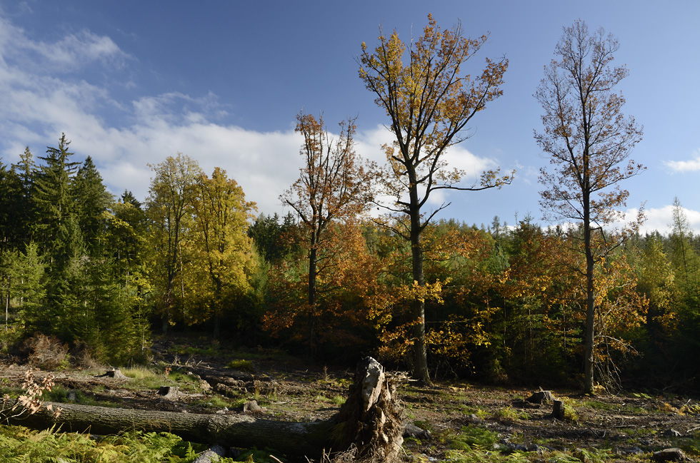 Autumn in wood - larger format