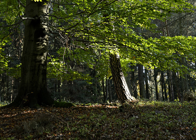 Autumn in wood - smaller format