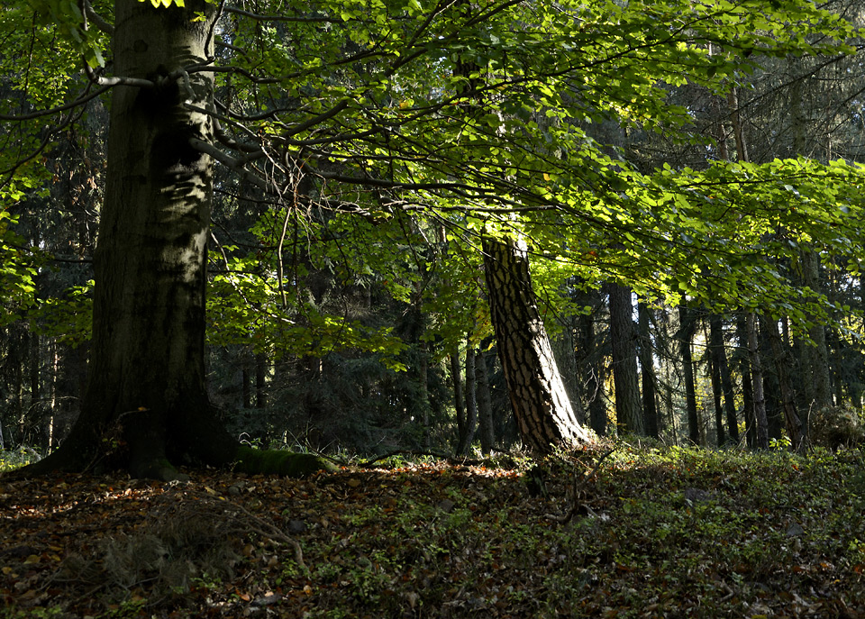 Autumn in wood - larger format