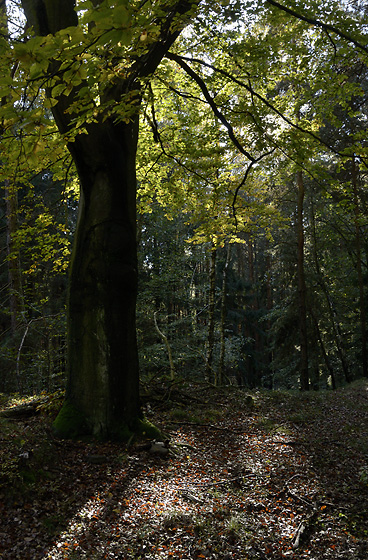 Autumn in wood - smaller format