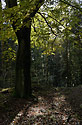 Autumn in wood - main link