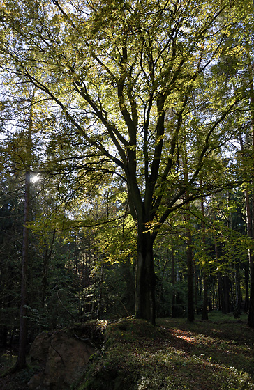 Autumn in wood - smaller format