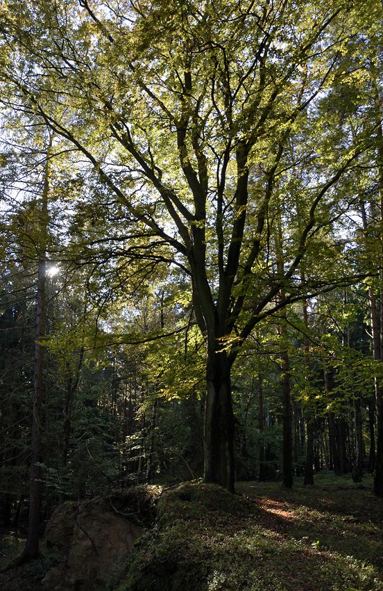 Autumn in wood - larger format