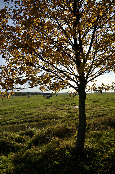 On plains - smaller format