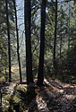 Backlight - main link