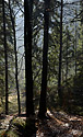 Backlight - main link
