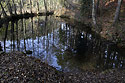 Pond - main link