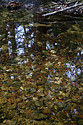 Pool - main link