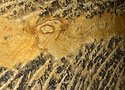 Ferruginous pictures - main link