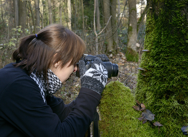 View into the moss - smaller format