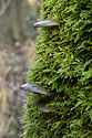 View into the moss - main link