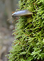 View into the moss - main link