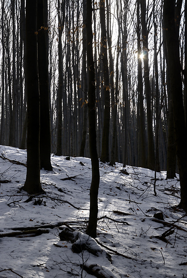 Winter morning - smaller format