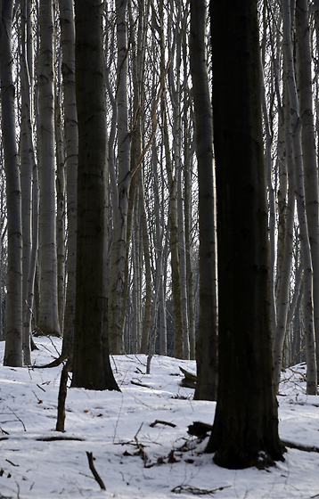 Beeches - smaller format