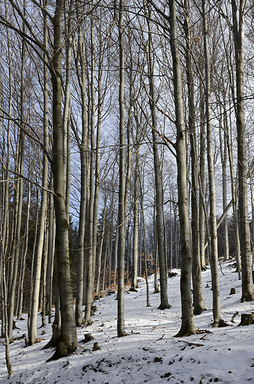 Beeches - smaller format