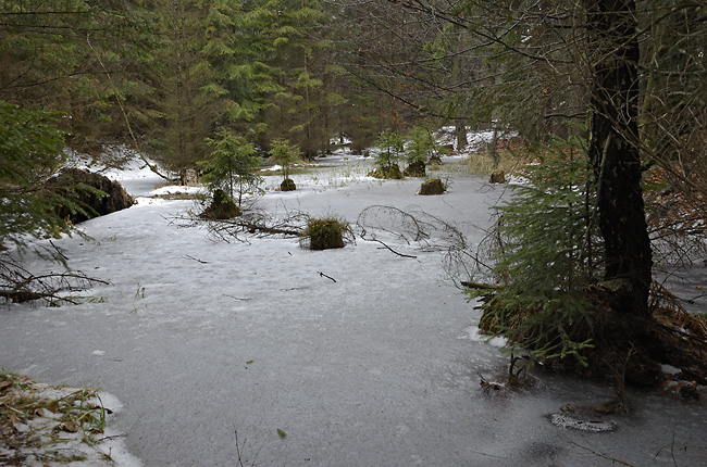 Forest pond - smaller format