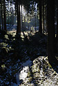Svtlo v lese - hlavn odkaz