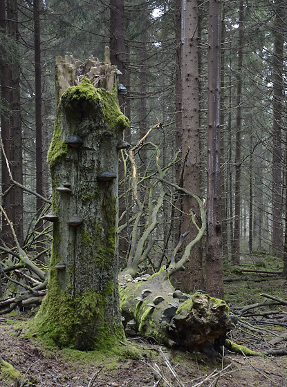 Mrtvola stromu - men formt
