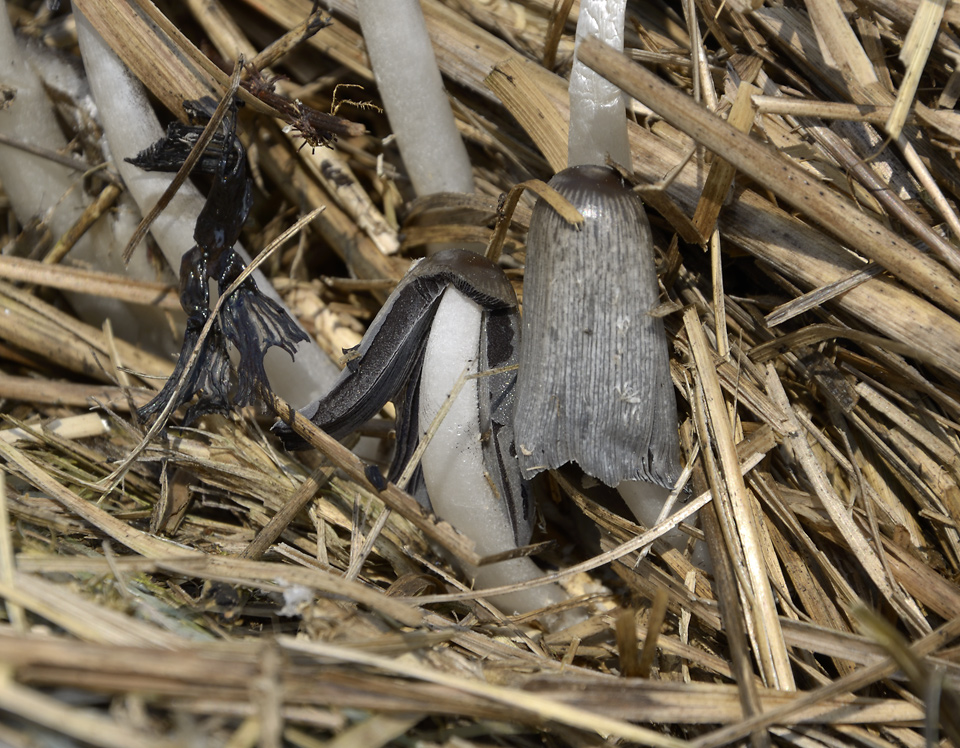 Inkcap - larger format