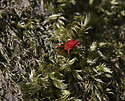 Velvet mite - main link