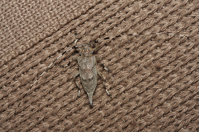 Timberman beetle - smaller format