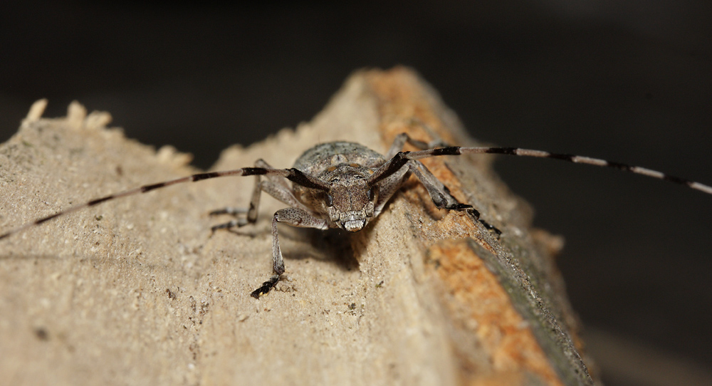 Timberman beetle - larger format