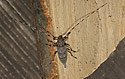 Timberman beetle - main link