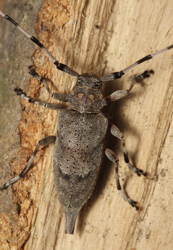 Timberman beetle - larger format
