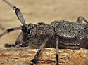 Timberman beetle - main link