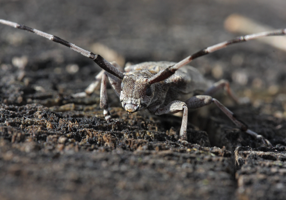 Timberman beetle - larger format