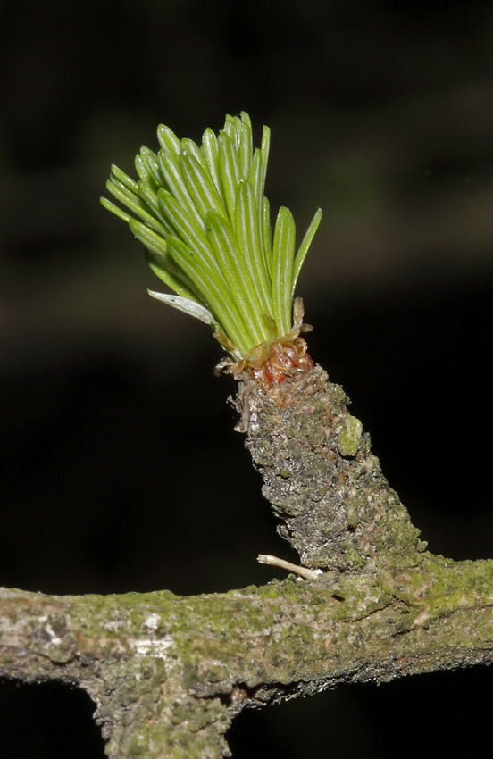 Larch needles - larger format