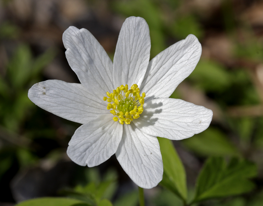 Anemone - larger format