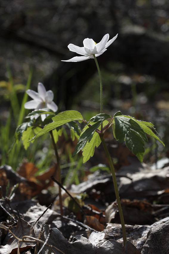 Anemone - larger format