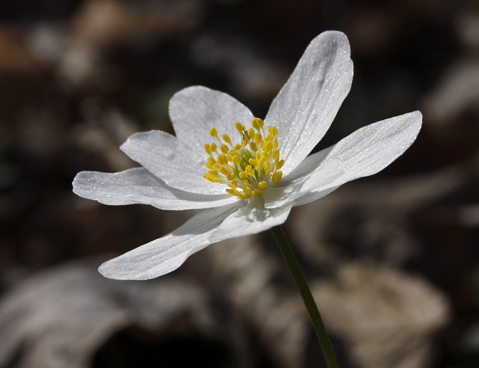 Anemone - larger format