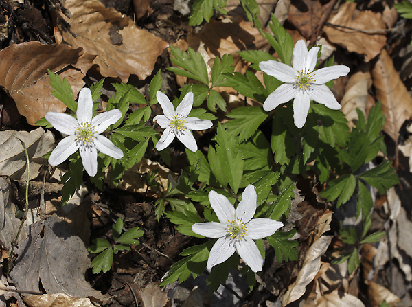 Anemones - smaller format