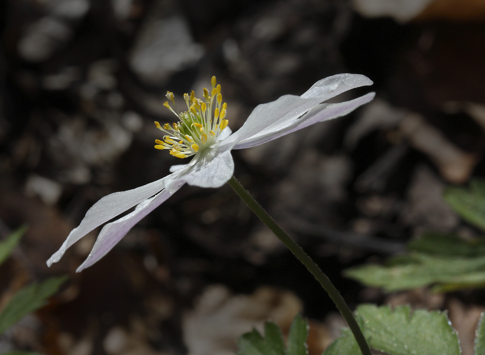 Anemone - larger format