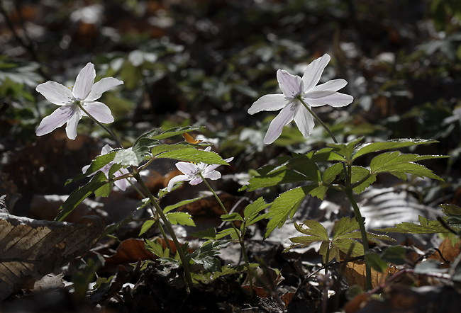 Anemones - smaller format